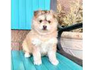 Mutt Puppy for sale in Drumore, PA, USA