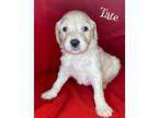 Goldendoodle Puppy for sale in Pontotoc, MS, USA