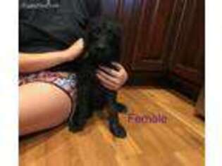 Labradoodle Puppy for sale in Pawnee, IL, USA