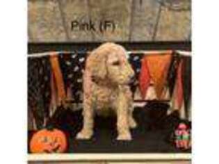 Goldendoodle Puppy for sale in Bethel Park, PA, USA