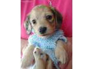 Dachshund Puppy for sale in Gatlinburg, TN, USA