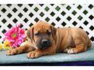 Boerboel Puppy for sale in Kirkwood, PA, USA