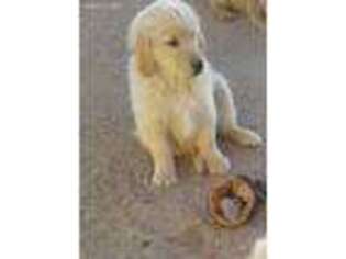 Golden Retriever Puppy for sale in Lucerne Valley, CA, USA