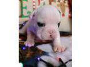Bulldog Puppy for sale in Caulfield, MO, USA