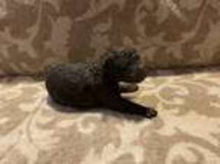 Mutt Puppy for sale in West Warwick, RI, USA
