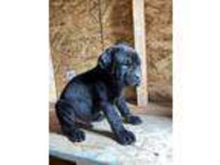 Cane Corso Puppy for sale in Saint Helens, OR, USA
