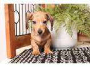 Dachshund Puppy for sale in Naples, FL, USA