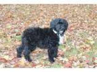 Portuguese Water Dog Puppy for sale in Central Lake, MI, USA