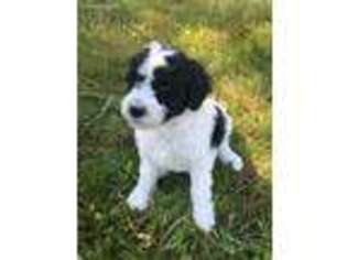 Mutt Puppy for sale in Nine Mile Falls, WA, USA