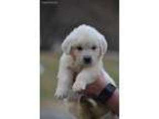 Golden Retriever Puppy for sale in Bells, TX, USA