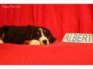 Bernese Mountain Dog Puppy for sale in Wilmore, KS, USA