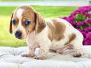 Dachshund Puppy for sale in Bedford, OH, USA