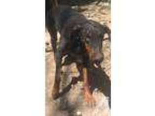 Doberman Pinscher Puppy for sale in FORT LYON, CO, USA