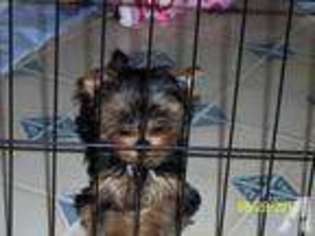 Yorkshire Terrier Puppy for sale in FALLON, NV, USA