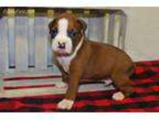 Boxer Puppy for sale in El Dorado Springs, MO, USA