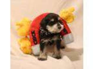 Mutt Puppy for sale in San Bernardino, CA, USA