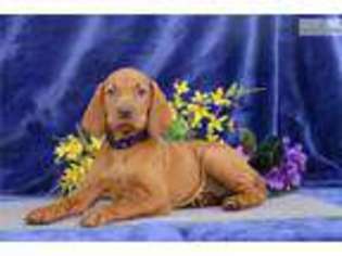 Vizsla Puppy for sale in Harrisburg, PA, USA