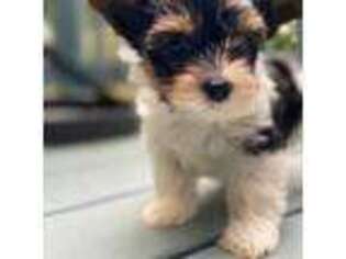 Biewer Terrier Puppy for sale in Olympia, WA, USA