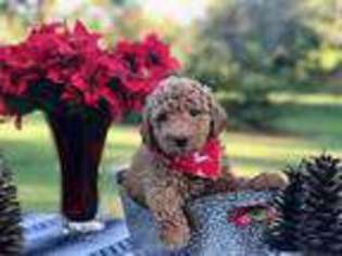 Labradoodle Puppy for sale in Lake City, FL, USA