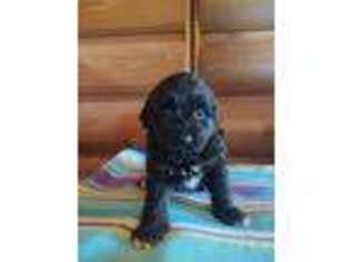 Mutt Puppy for sale in Bourbon, IN, USA