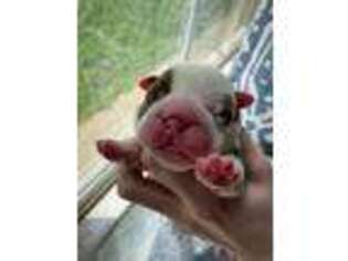 Bulldog Puppy for sale in Bella Vista, AR, USA