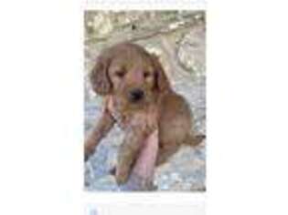 Goldendoodle Puppy for sale in Lancaster, PA, USA