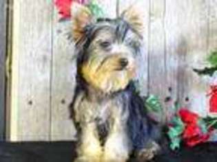 Yorkshire Terrier Puppy for sale in Greens Fork, IN, USA