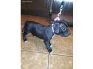 Staffordshire Bull Terrier Puppy for sale in Kingwood, TX, USA