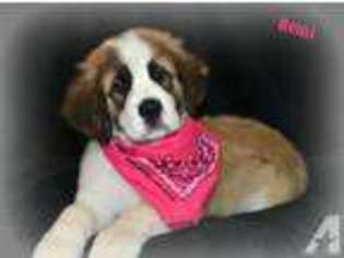 Saint Bernard Puppy for sale in CANTON, OH, USA