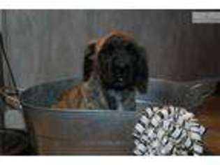Mastiff Puppy for sale in Williamsport, PA, USA
