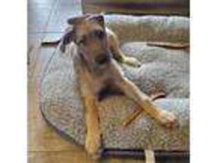 Irish Wolfhound Puppy for sale in Riverton, UT, USA