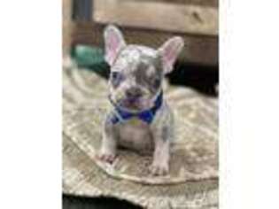 French Bulldog Puppy for sale in Sneads, FL, USA