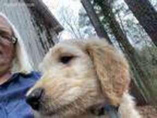 Goldendoodle Puppy for sale in Birmingham, AL, USA