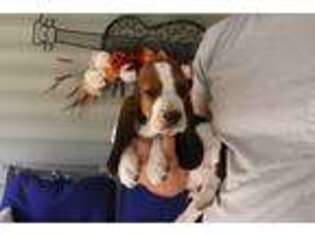 Basset Hound Puppy for sale in Green Forest, AR, USA