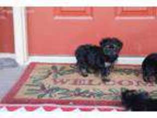 Yorkshire Terrier Puppy for sale in Adolphus, KY, USA