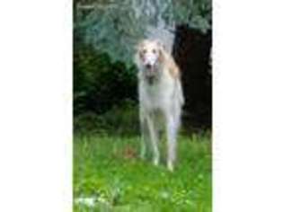 Borzoi Puppy for sale in Madison Lake, MN, USA