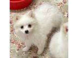 American Eskimo Dog Puppy for sale in Peterstown, WV, USA