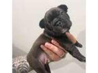 French Bulldog Puppy for sale in Gretna, LA, USA