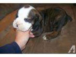 Olde English Bulldogge Puppy for sale in STUART, VA, USA