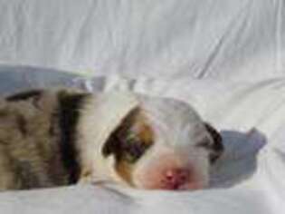 Australian Shepherd Puppy for sale in Burlington, NC, USA