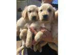 Golden Retriever Puppy for sale in Celina, OH, USA