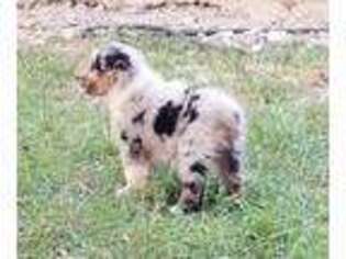 Australian Shepherd Puppy for sale in Moulton, AL, USA