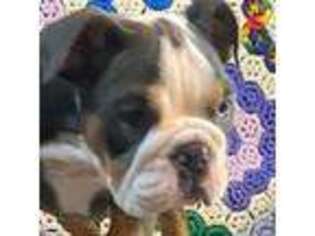 Bulldog Puppy for sale in Minerva, OH, USA