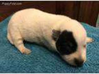 Australian Cattle Dog Puppy for sale in Paso Robles, CA, USA