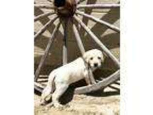 Labrador Retriever Puppy for sale in Calhan, CO, USA