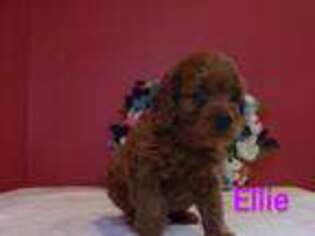 Cavapoo Puppy for sale in Waycross, GA, USA