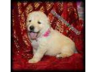 Golden Retriever Puppy for sale in Live Oak, FL, USA