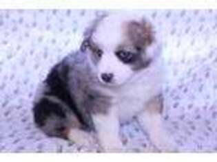 Miniature Australian Shepherd Puppy for sale in Redding, CA, USA