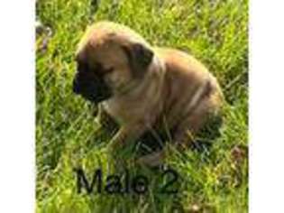 Mastiff Puppy for sale in Ogallala, NE, USA