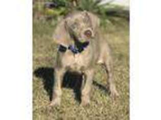 Weimaraner Puppy for sale in Moses Lake, WA, USA